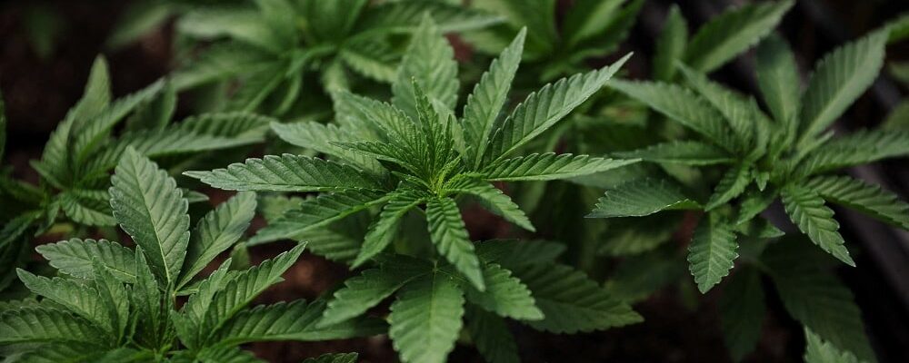 Marijuana plants for the adult recreational market at Hepworth Farms in Milton, New York