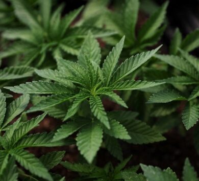 Marijuana plants for the adult recreational market at Hepworth Farms in Milton, New York
