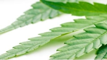 cannabislicensingauthority_cover